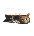 かつおとわかめ②〜かつお編〜（個別スタンプ：3）