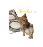 かつおとわかめ②〜かつお編〜（個別スタンプ：5）
