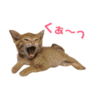 かつおとわかめ②〜かつお編〜（個別スタンプ：7）