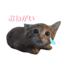 かつおとわかめ②〜かつお編〜（個別スタンプ：16）