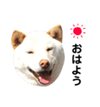 柴犬にこちゃんあいさつスタンプ（個別スタンプ：1）