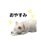 柴犬にこちゃんあいさつスタンプ（個別スタンプ：2）