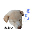 柴犬にこちゃんあいさつスタンプ（個別スタンプ：3）