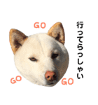 柴犬にこちゃんあいさつスタンプ（個別スタンプ：4）