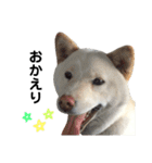 柴犬にこちゃんあいさつスタンプ（個別スタンプ：5）