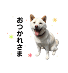 柴犬にこちゃんあいさつスタンプ（個別スタンプ：6）