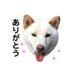 柴犬にこちゃんあいさつスタンプ（個別スタンプ：7）