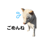 柴犬にこちゃんあいさつスタンプ（個別スタンプ：8）