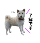 柴犬にこちゃんあいさつスタンプ（個別スタンプ：9）
