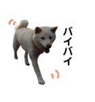 柴犬にこちゃんあいさつスタンプ（個別スタンプ：10）