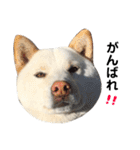 柴犬にこちゃんあいさつスタンプ（個別スタンプ：11）