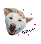 柴犬にこちゃんあいさつスタンプ（個別スタンプ：12）