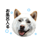 柴犬にこちゃんあいさつスタンプ（個別スタンプ：13）