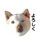 柴犬にこちゃんあいさつスタンプ（個別スタンプ：14）