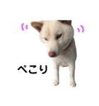 柴犬にこちゃんあいさつスタンプ（個別スタンプ：16）