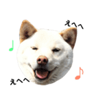 柴犬にこちゃんあいさつスタンプ（個別スタンプ：17）