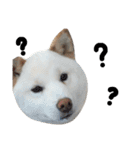柴犬にこちゃんあいさつスタンプ（個別スタンプ：20）