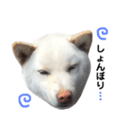 柴犬にこちゃんあいさつスタンプ（個別スタンプ：21）