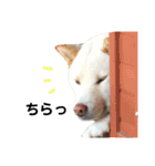 柴犬にこちゃんあいさつスタンプ（個別スタンプ：22）