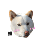柴犬にこちゃんあいさつスタンプ（個別スタンプ：23）