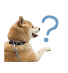 柴犬 太郎（個別スタンプ：1）