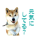 柴犬 太郎（個別スタンプ：2）