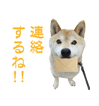 柴犬 太郎（個別スタンプ：3）