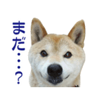 柴犬 太郎（個別スタンプ：4）