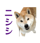 柴犬 太郎（個別スタンプ：5）