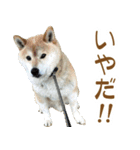柴犬 太郎（個別スタンプ：6）
