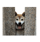 柴犬 太郎（個別スタンプ：7）