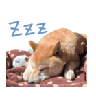 柴犬 太郎（個別スタンプ：8）