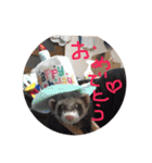 フェレズ❤︎（個別スタンプ：2）