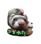 フェレズ❤︎（個別スタンプ：4）