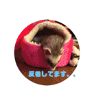フェレズ❤︎（個別スタンプ：22）