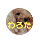 めりたんすたんぷ♥♥（個別スタンプ：4）