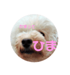 めりたんすたんぷ♥♥（個別スタンプ：12）