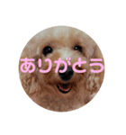 めりたんすたんぷ♥♥（個別スタンプ：15）