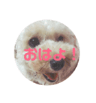 めりたんすたんぷ♥♥（個別スタンプ：16）