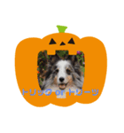 2018ccoc ハロウィン（個別スタンプ：1）