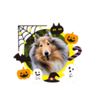 2018ccoc ハロウィン（個別スタンプ：5）