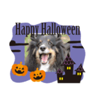 2018ccoc ハロウィン（個別スタンプ：7）