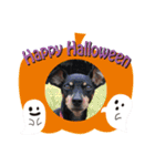 ミニピン ハロウィン おやつぷりーず！（個別スタンプ：7）