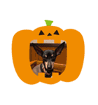 ミニピン ハロウィン おやつぷりーず！（個別スタンプ：8）