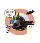 ミニピン ハロウィン おやつぷりーず！（個別スタンプ：16）