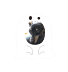 ミニピン ハロウィン おやつぷりーず！（個別スタンプ：21）