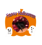 ミニピン ハロウィン おやつぷりーず！（個別スタンプ：26）