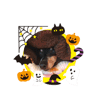 ミニピン ハロウィン おやつぷりーず！（個別スタンプ：30）