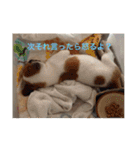 動物達の日常1（個別スタンプ：4）