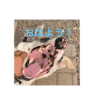 動物達の日常1（個別スタンプ：7）